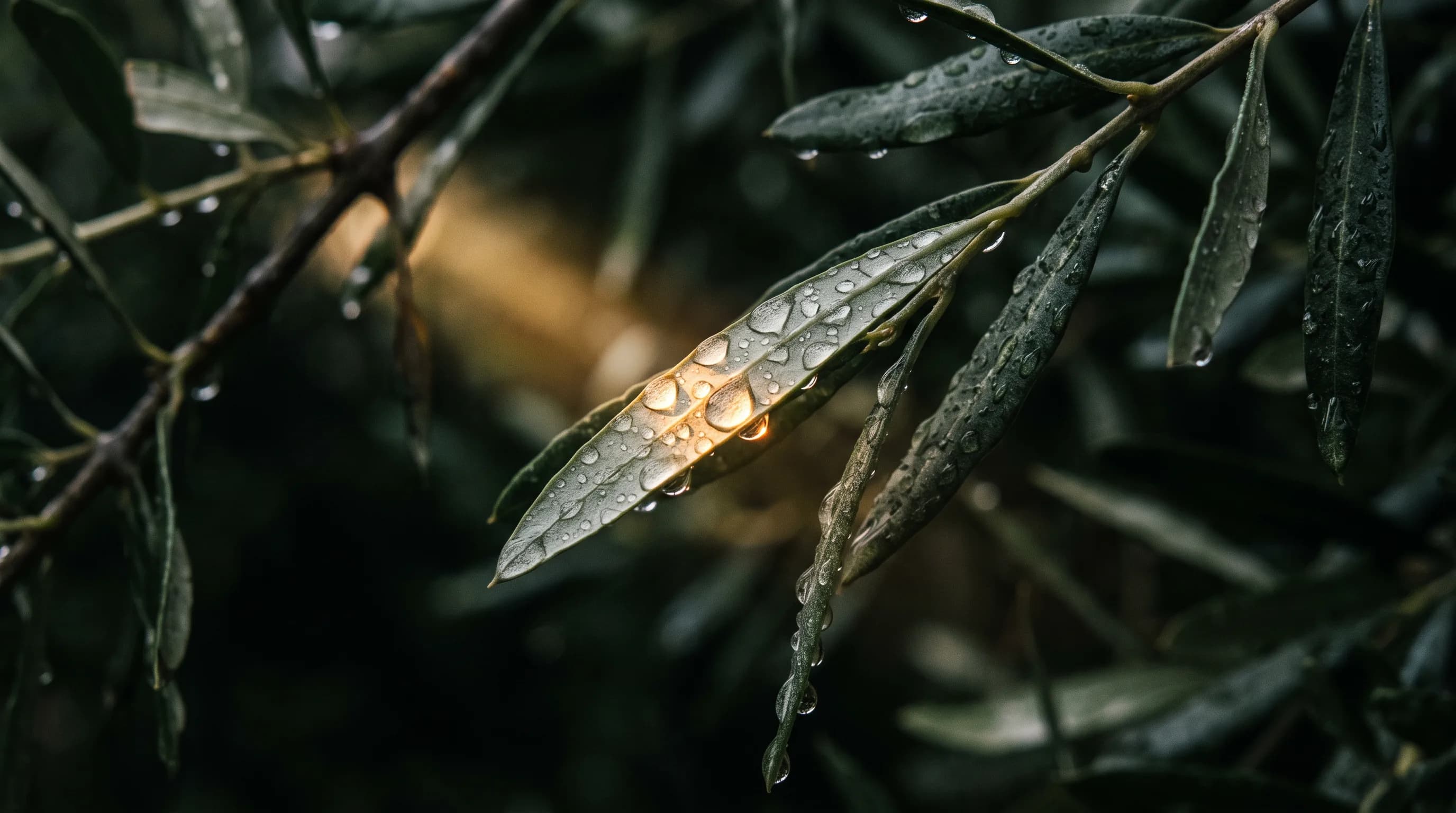 Macro of olive leaves after rain, water droplets catching a shaft of warm light