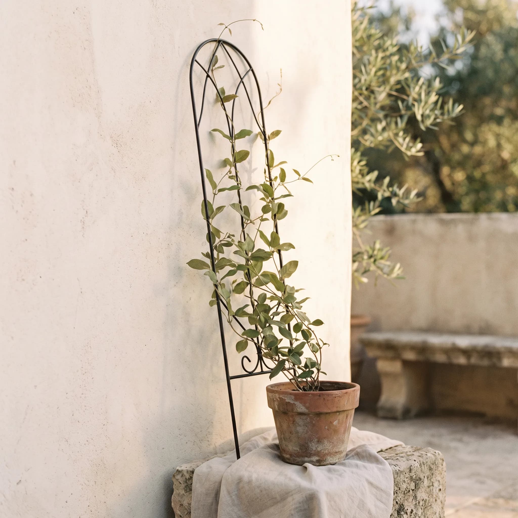 Slim black metal plant trellis against a pale plaster wall with a climbing green plant winding up from a terracotta pot